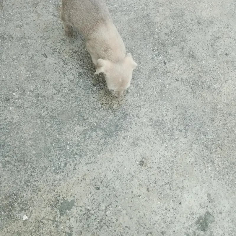 Tady dog babies — photo 2