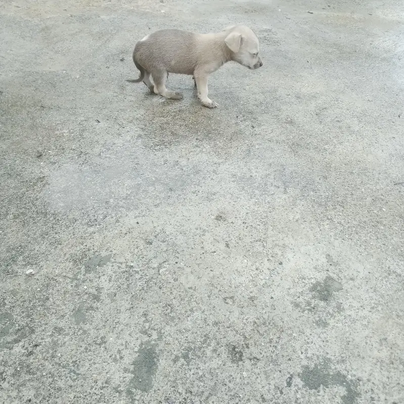 Tady dog babies — photo 3