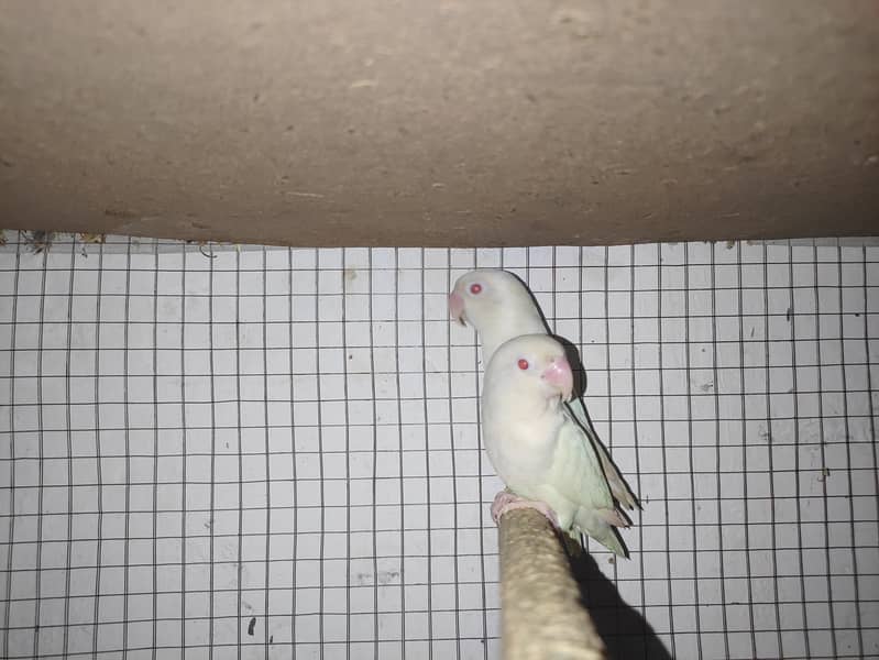 lovebird 0