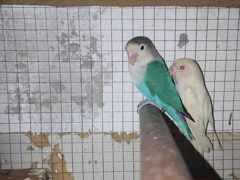 lovebird 1