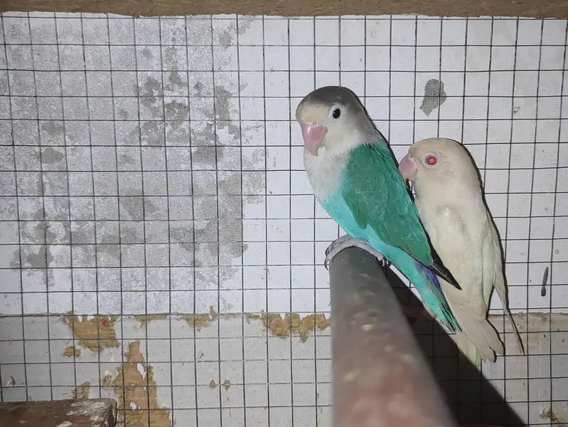lovebird — photo 2