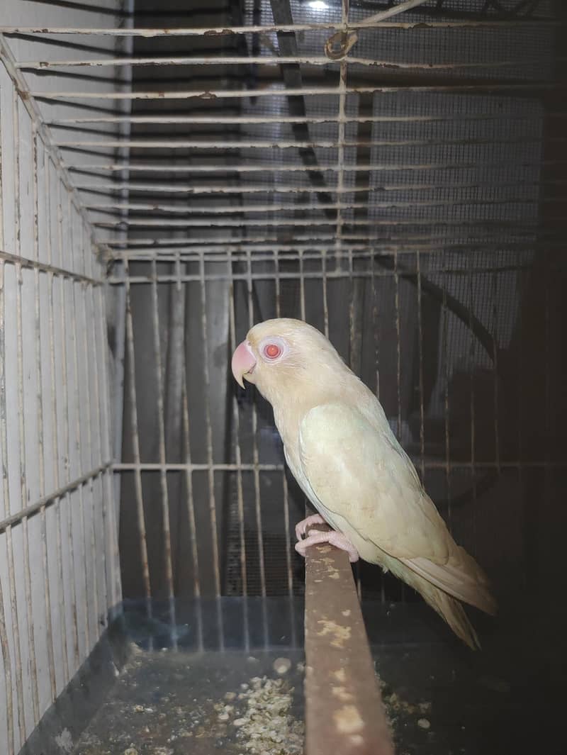 lovebird 2