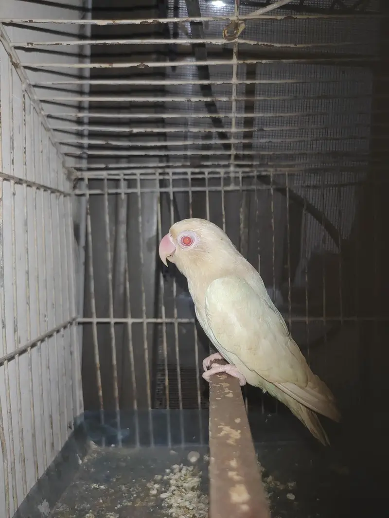 lovebird — photo 3