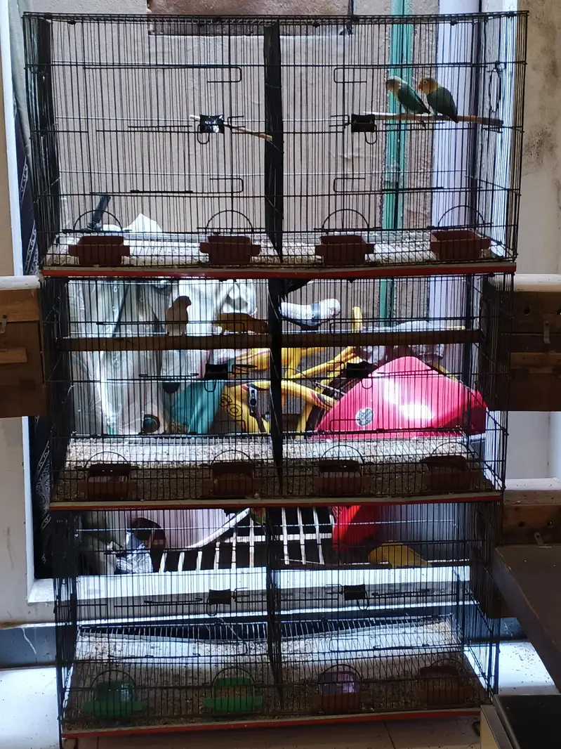 parrots cages