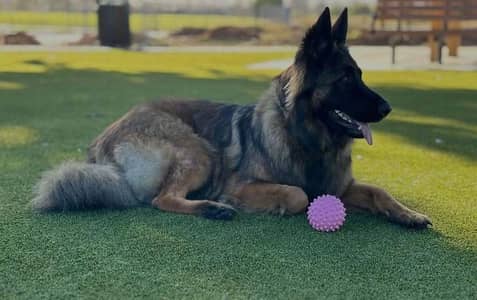 Long Coat German Shepherd