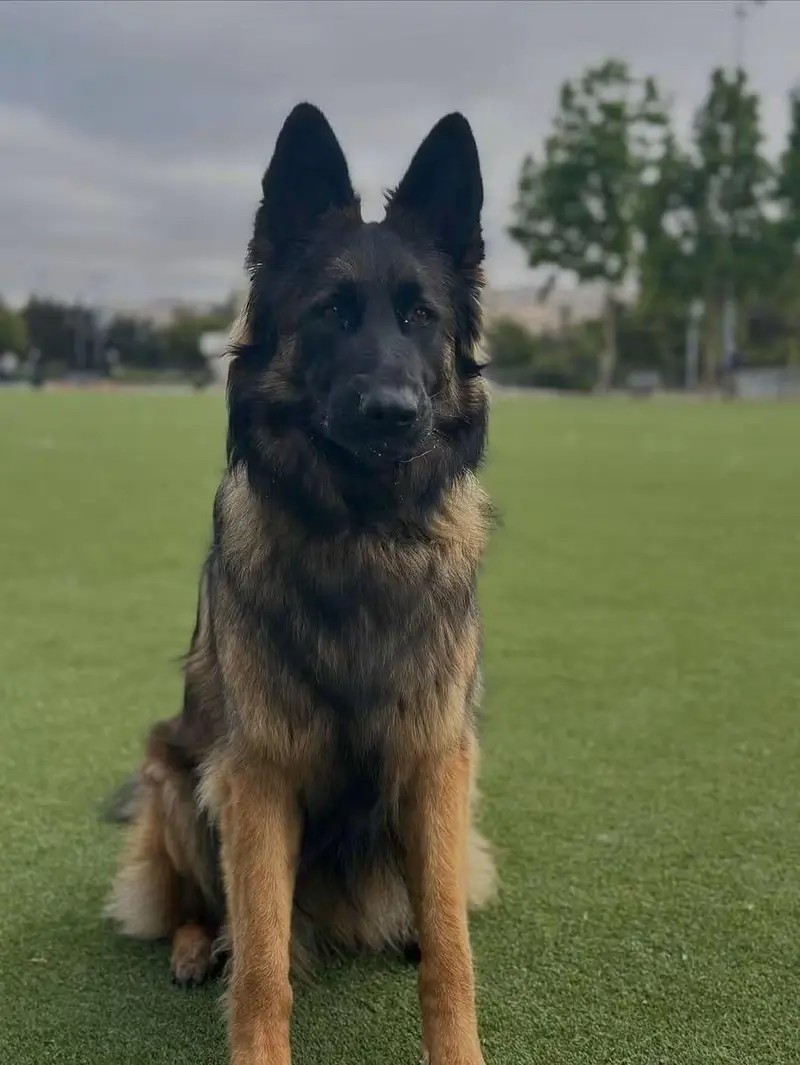 Long Coat German Shepherd — photo 2