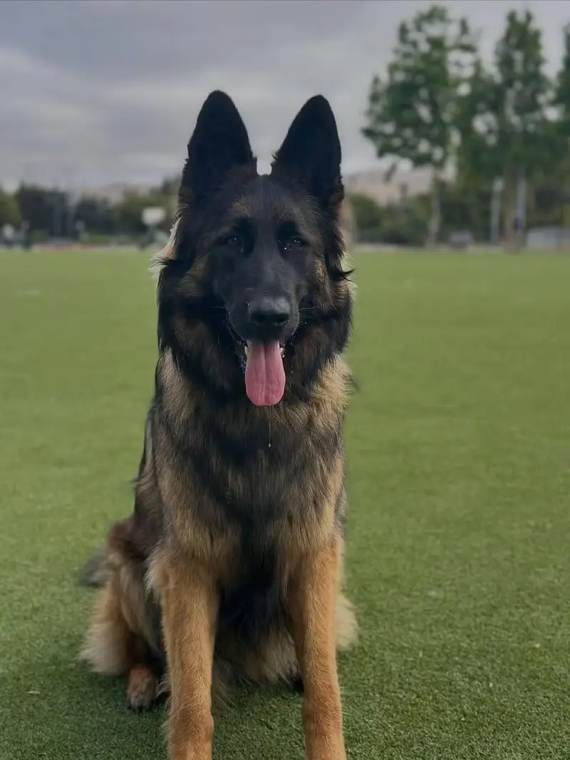 Long Coat German Shepherd — photo 3