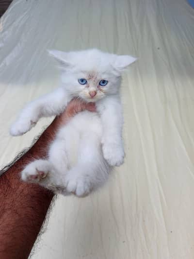 persian Kittens for Sale white Grey Blue Eyes