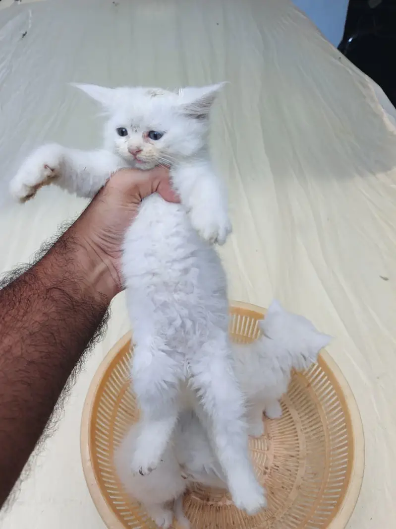 persian Kittens for Sale white Grey Blue Eyes — photo 3