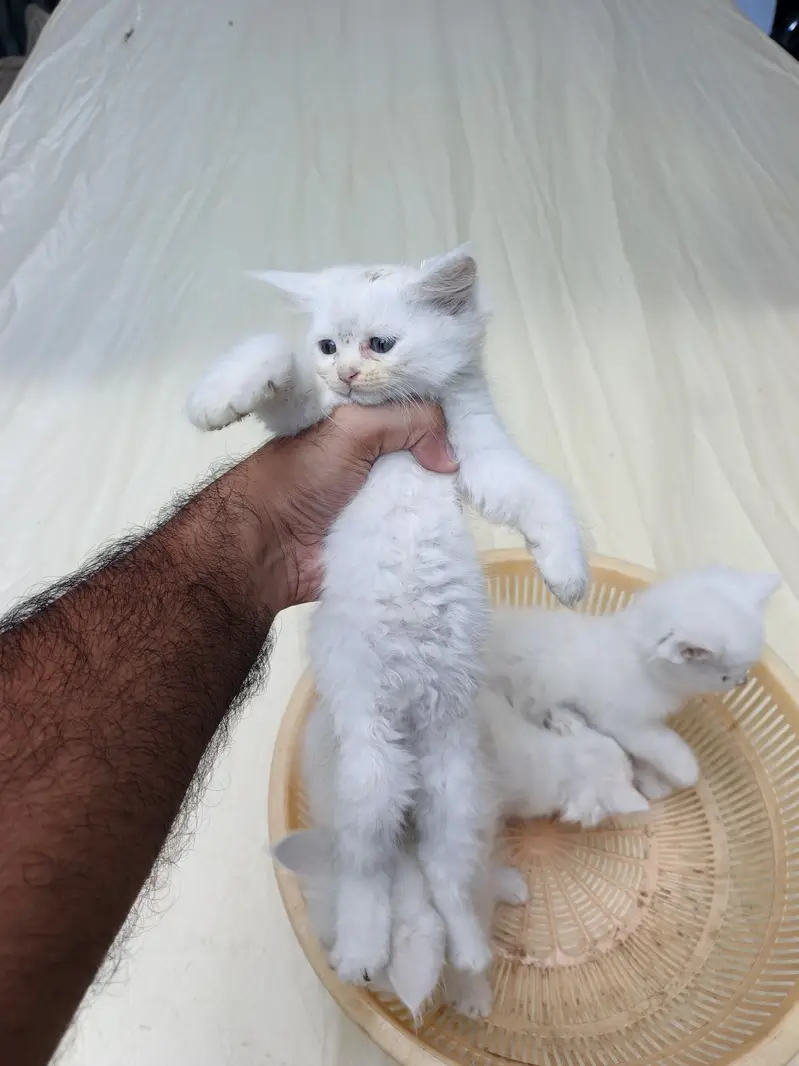 persian Kittens for Sale white Grey Blue Eyes — photo 4