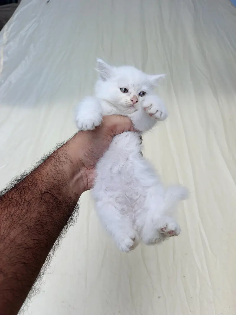 persian Kittens for Sale white Grey Blue Eyes — photo 5