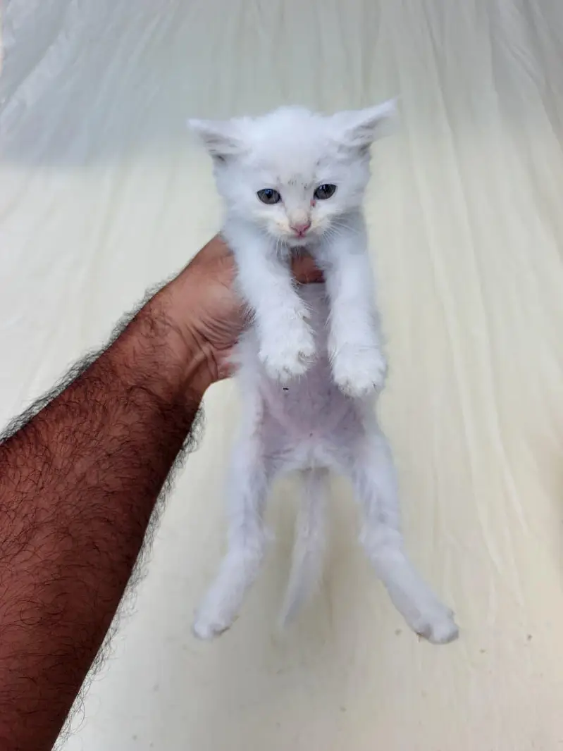 persian Kittens for Sale white Grey Blue Eyes — photo 6