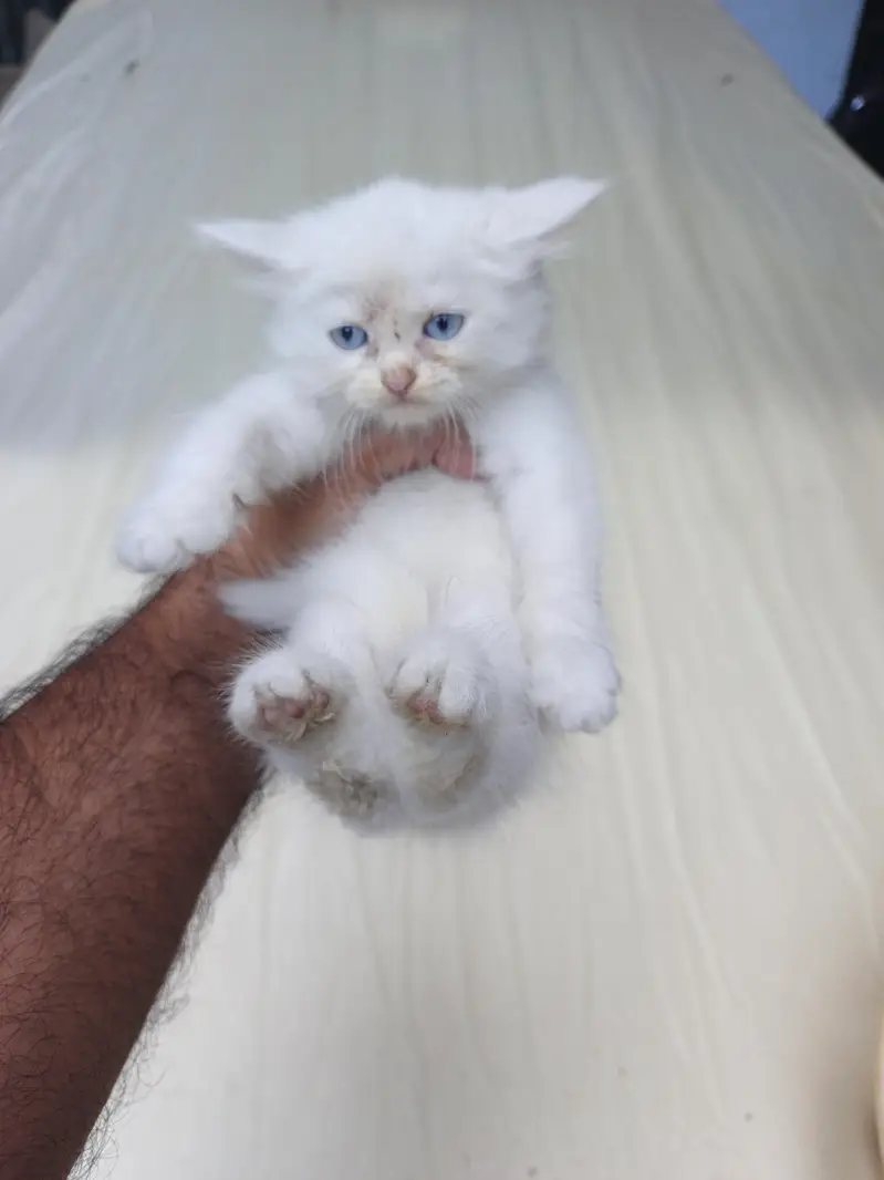 persian Kittens for Sale white Grey Blue Eyes — photo 7