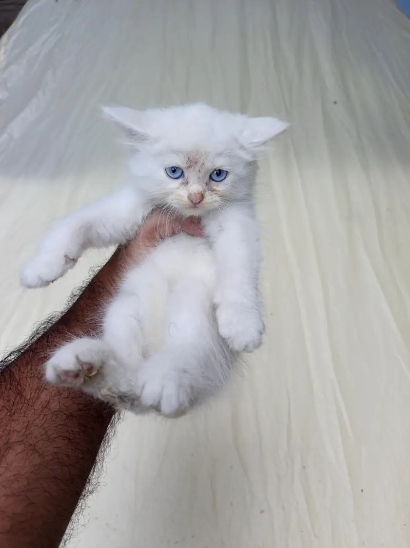 persian Kittens for Sale white Grey Blue Eyes — photo 8
