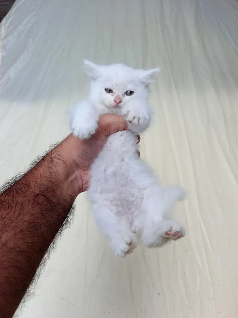 persian Kittens for Sale white Grey Blue Eyes — photo 9