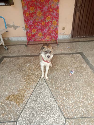 Breed/Type: Wolf Dog Gender: Female Age: 8–9 Months Beautiful & Attra