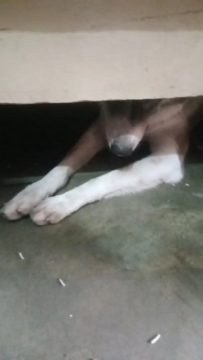 Breed/Type: Wolf Dog Gender: Female Age: 8–9 Months Beautiful & Attra — photo 3