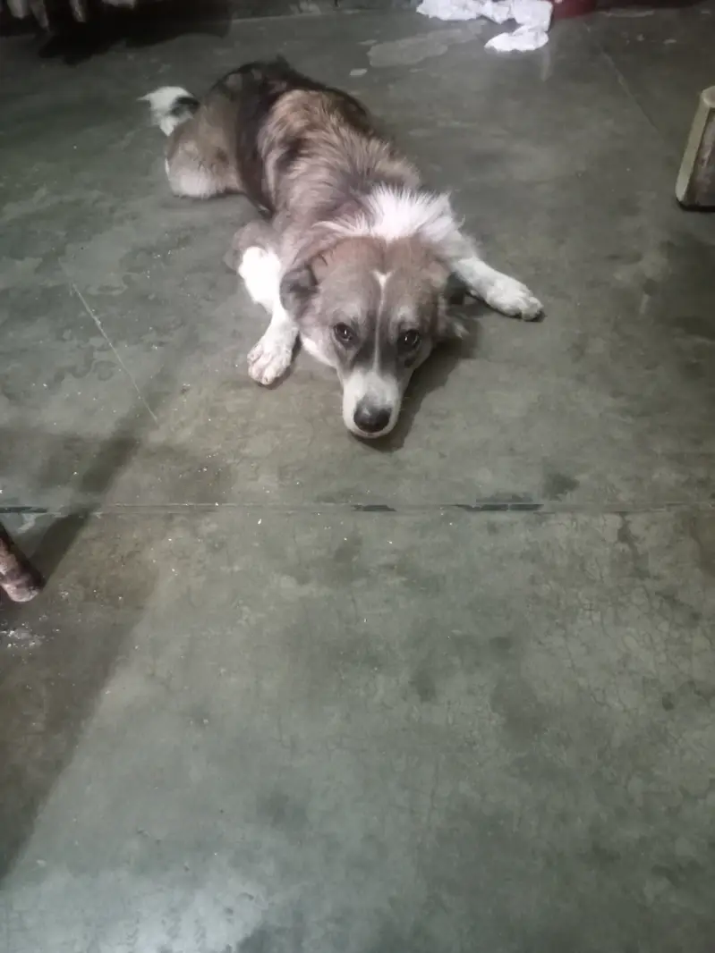 Breed/Type: Wolf Dog Gender: Female Age: 8–9 Months Beautiful & Attra — photo 4