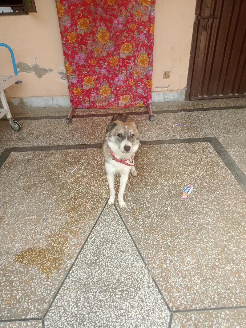 Breed/Type: Wolf Dog Gender: Female Age: 8–9 Months Beautiful & Attra — photo 5