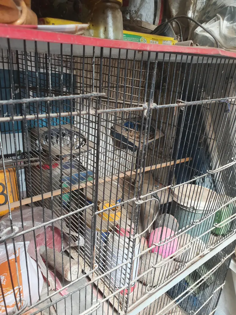 birds cage in good condition only 6 or 8 monts use — photo 2