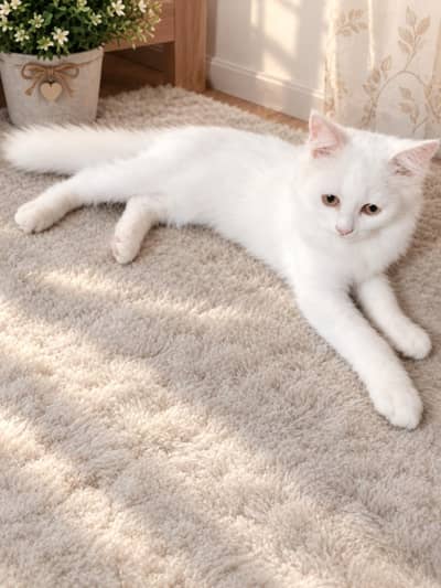 Cute Persian Cat Available for Sale olive eyes color Hair fluffy