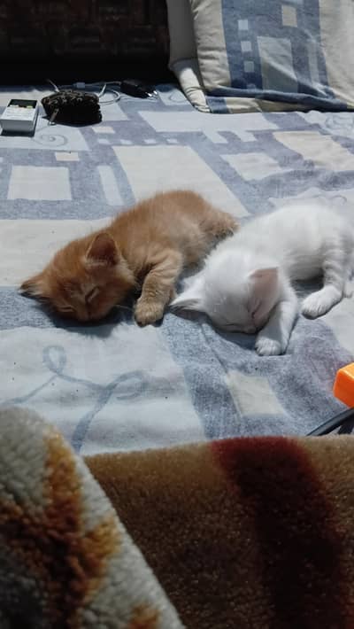 Persian Cat Pair Triple Coated