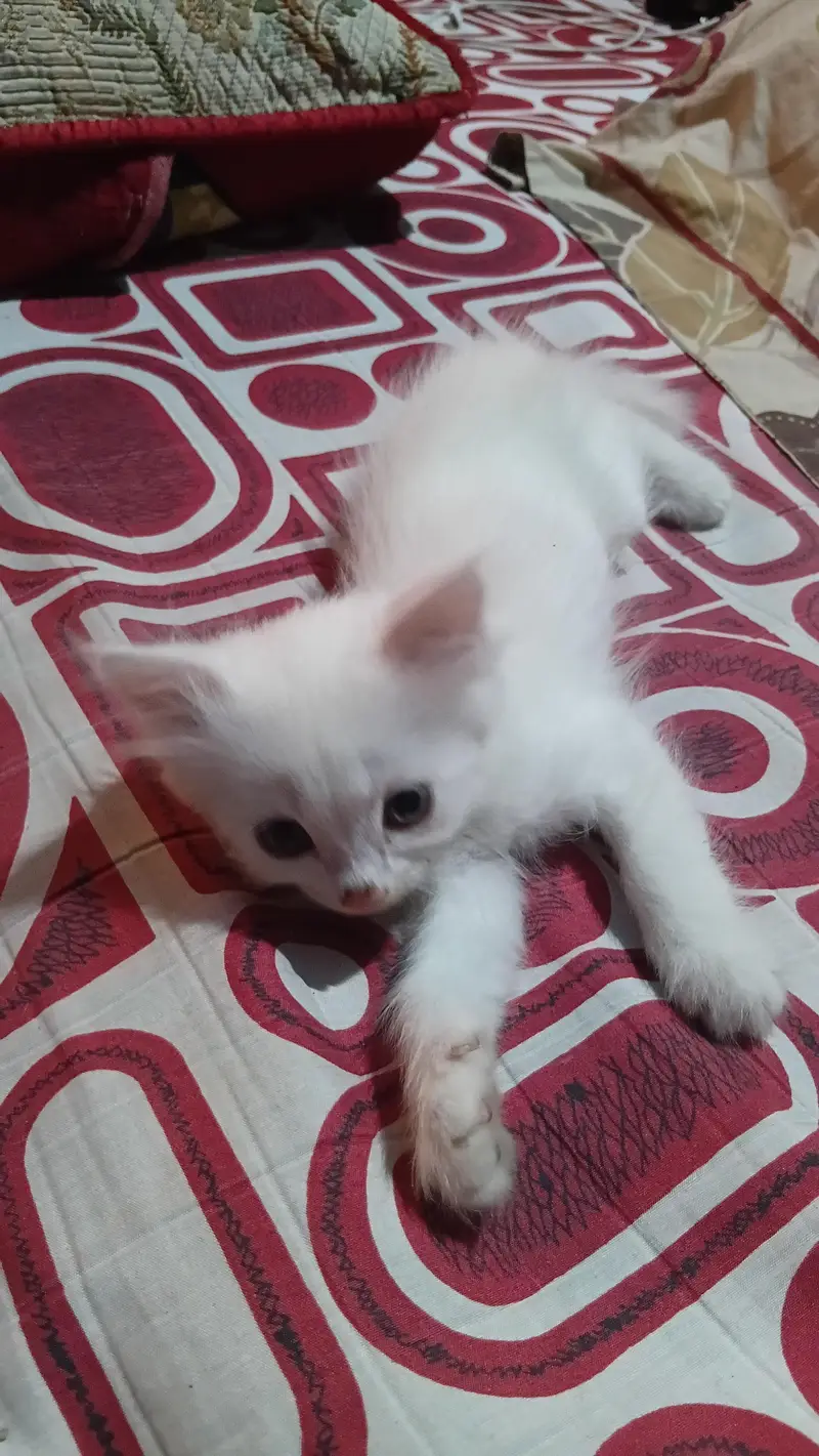 Persian Cat Pair Triple Coated — photo 2