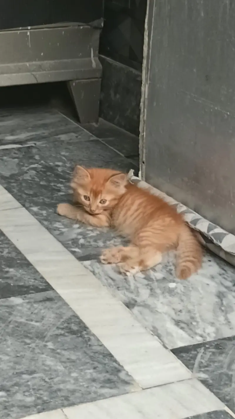 Persian Cat Pair Triple Coated — photo 4