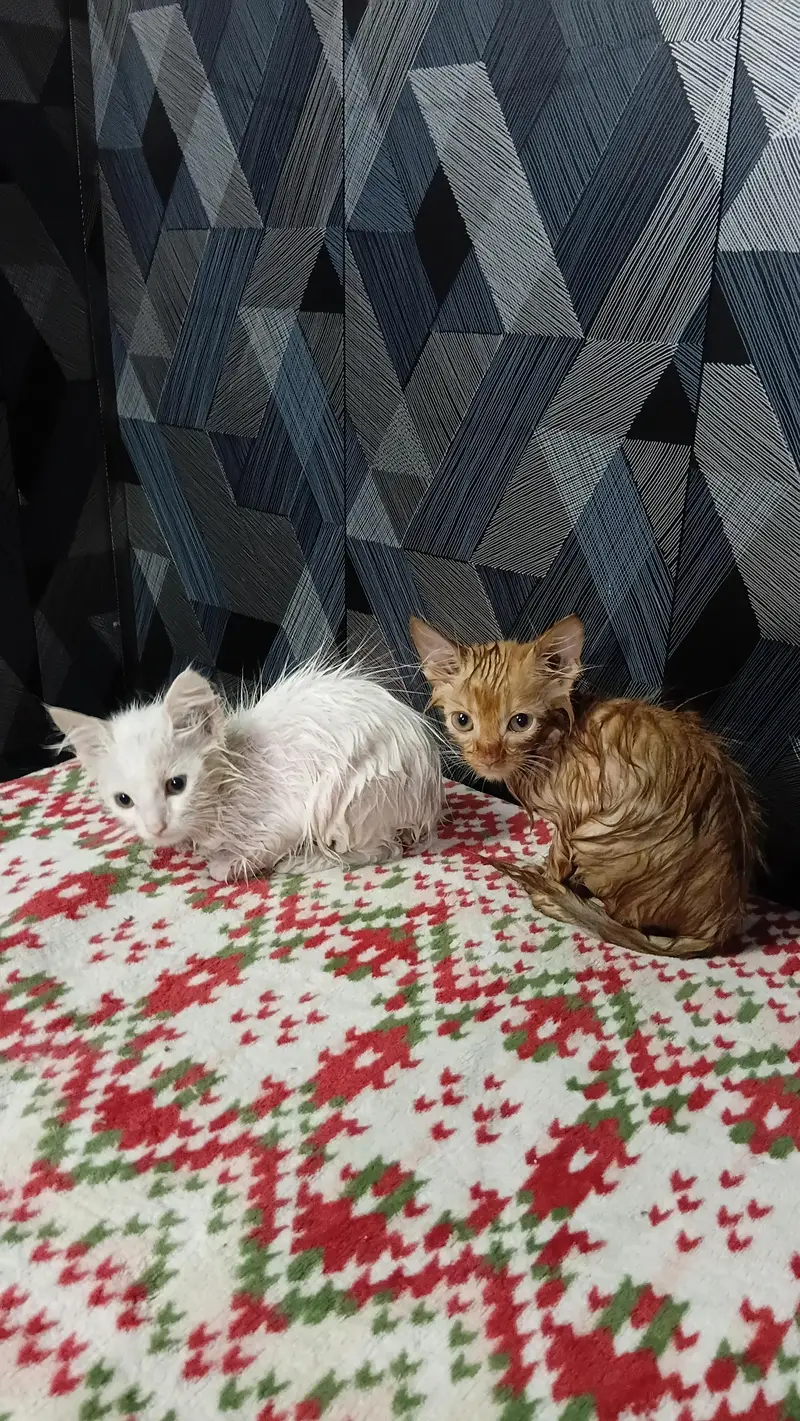 Persian Cat Pair Triple Coated — photo 6