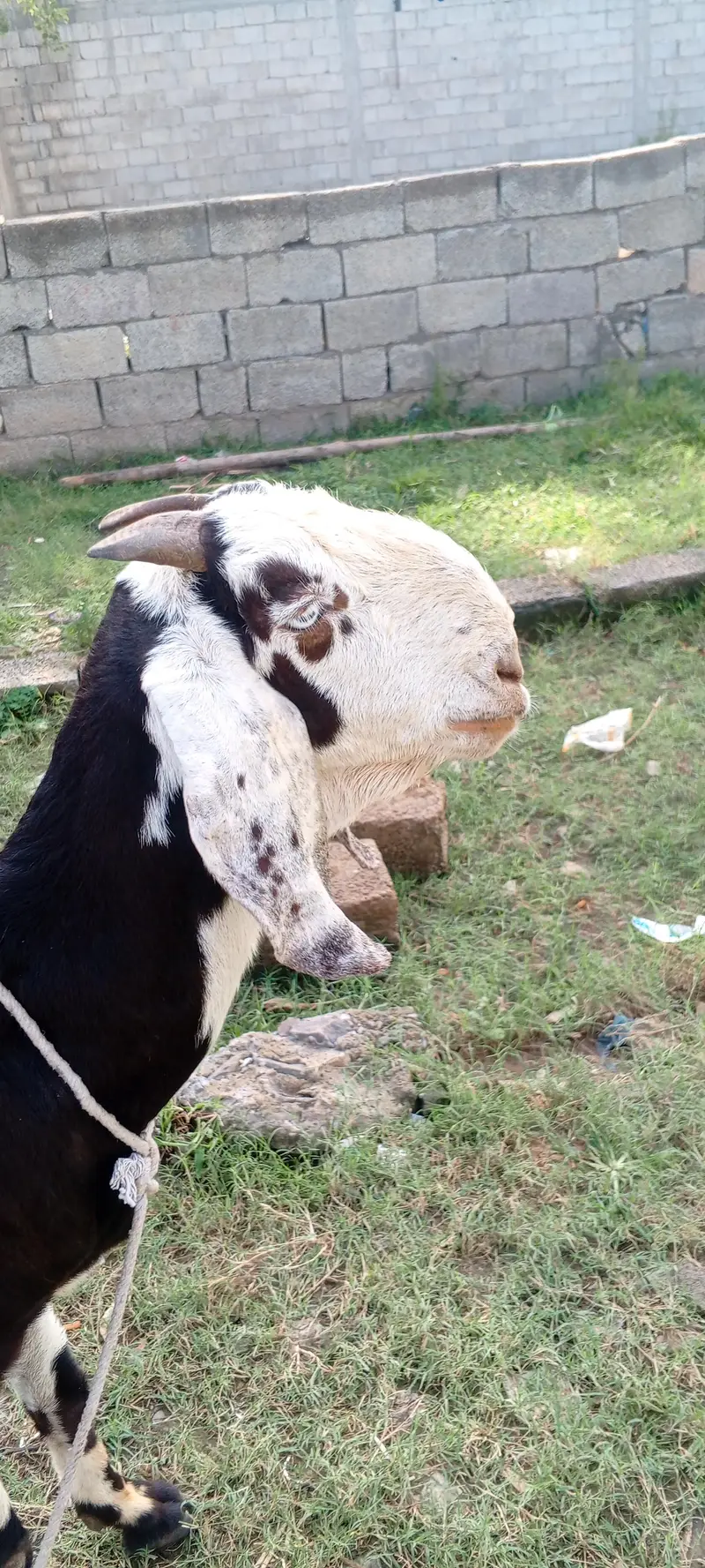 beetal nagra female
