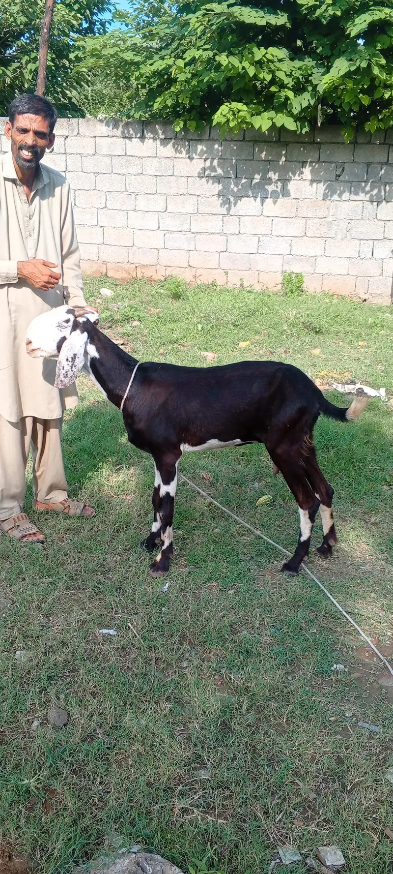 beetal nagra female — photo 3