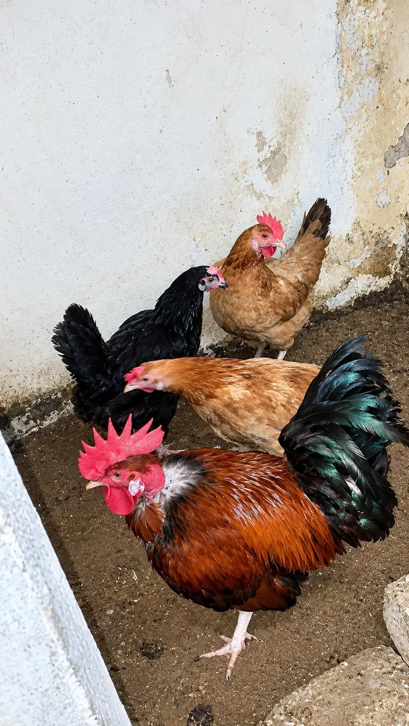Urgent sale Hens 4 murgiyan(Andy dentist ha) 2 murgy — photo 3