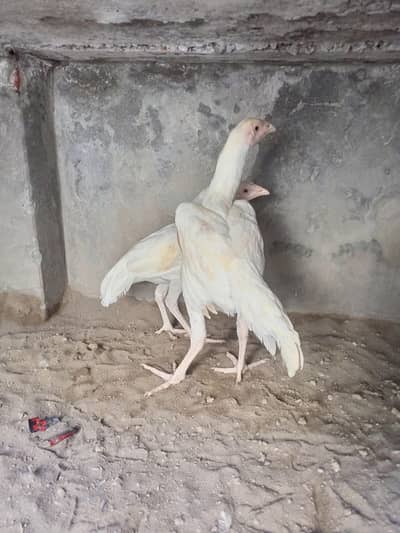 Aseel Pair Heera Aseel ( 03204661930 ) WhatsApp for details