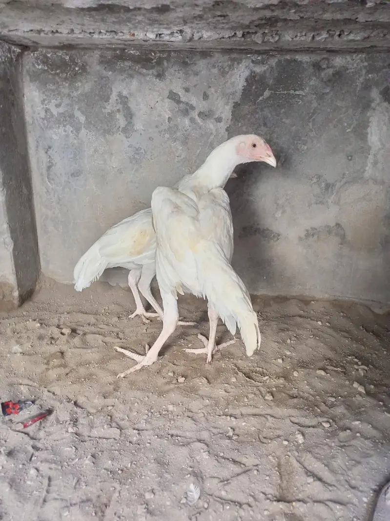 Aseel Pair Heera Aseel ( 03204661930 ) WhatsApp for details — photo 2