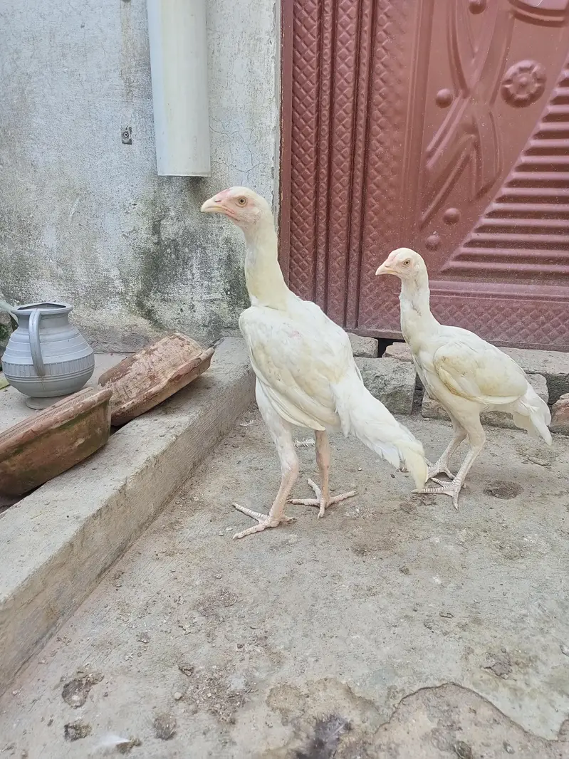 Aseel Pair Heera Aseel ( 03204661930 ) WhatsApp for details — photo 3