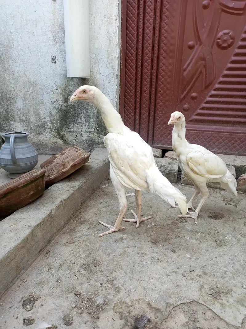 Aseel Pair Heera Aseel ( 03204661930 ) WhatsApp for details — photo 4