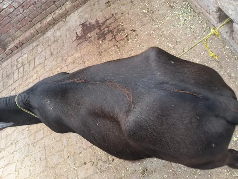 bachra urgent sale — photo 2