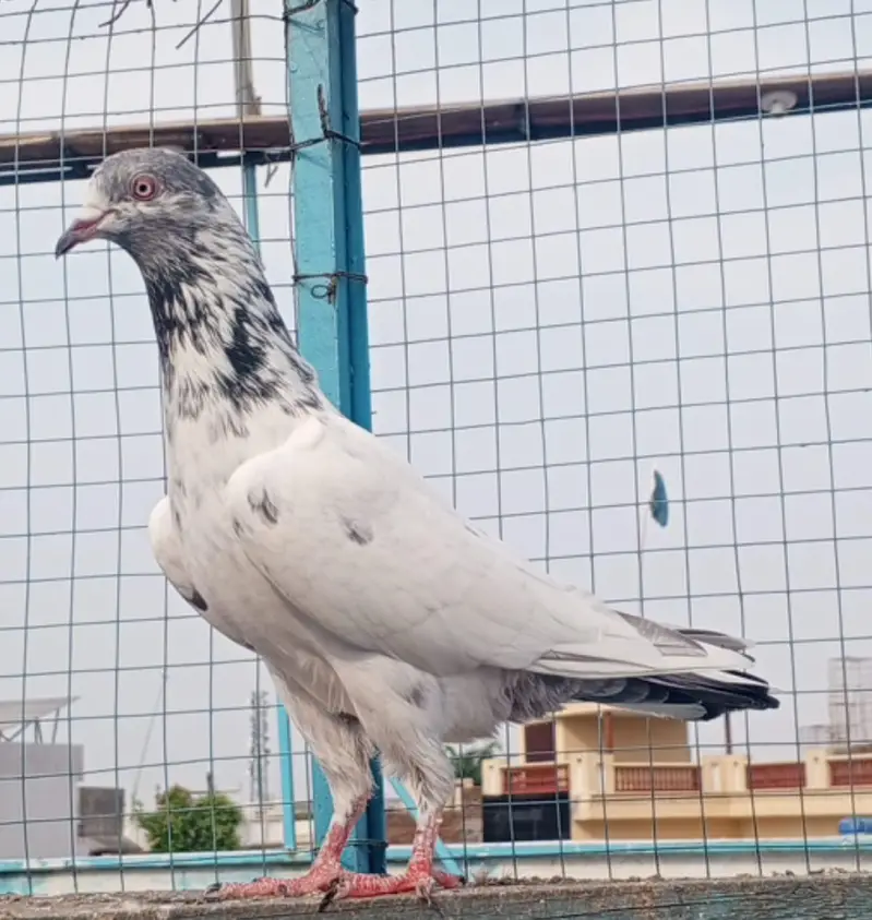 Tasweer wala pair — photo 3