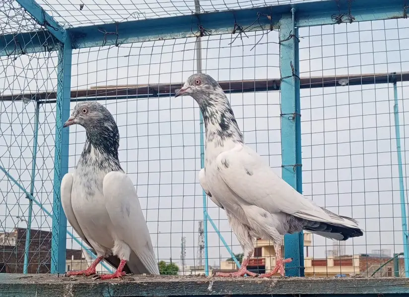 Tasweer wala pair — photo 4