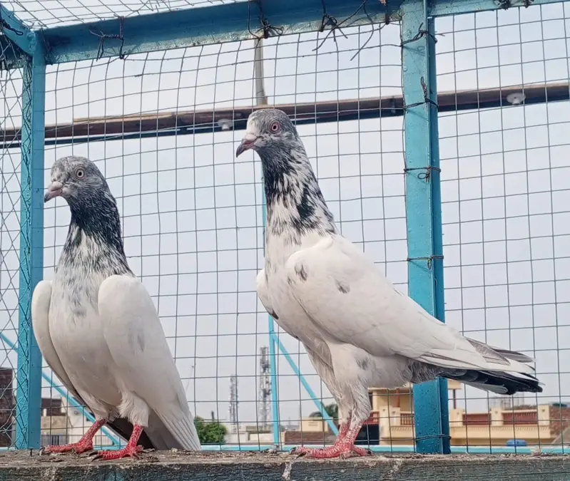 Tasweer wala pair — photo 5