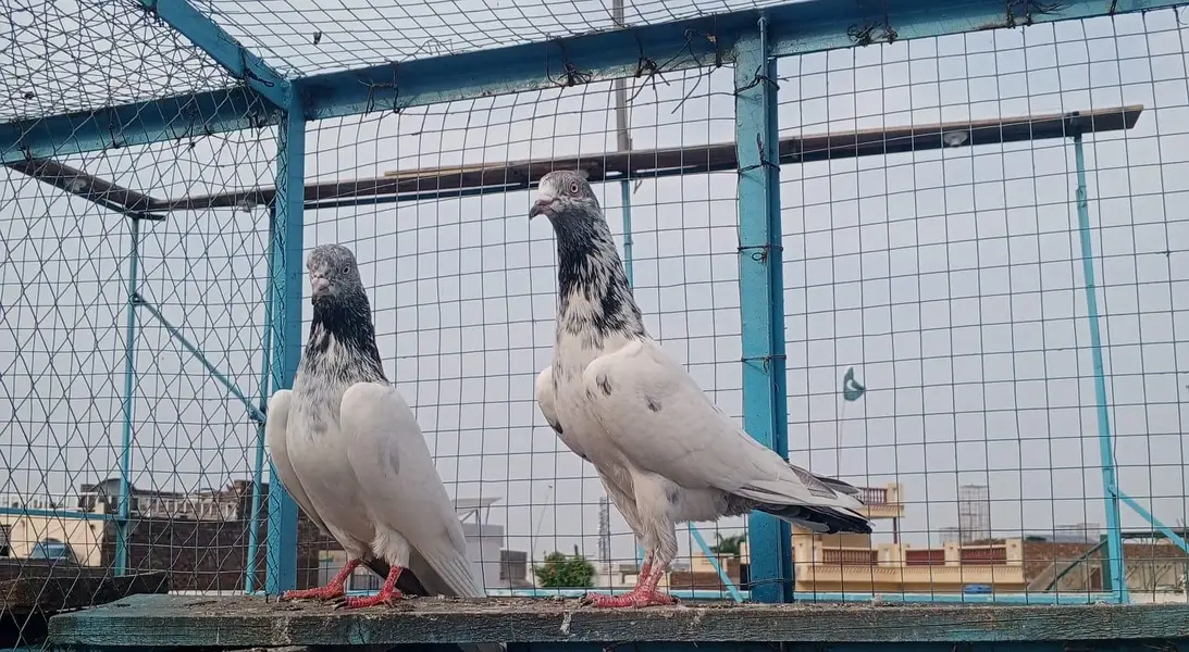 Tasweer wala pair — photo 6