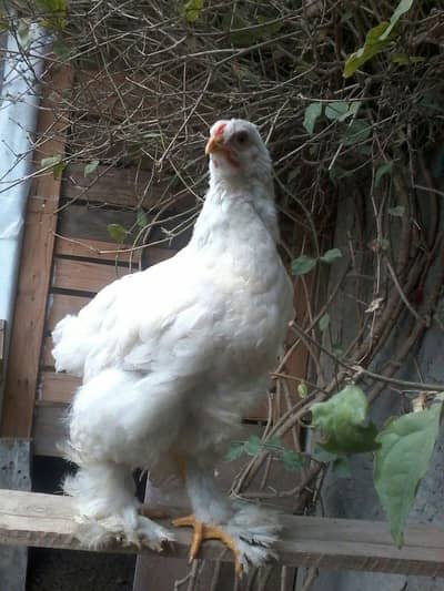 Karbelai Male Gubara Male short face pair available
