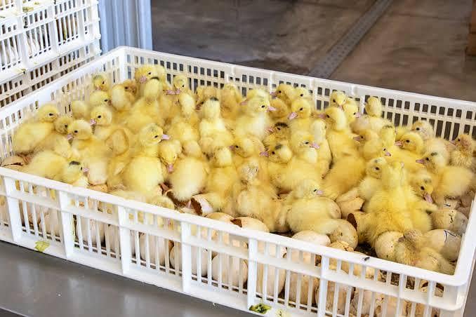 Ducks chicks 0