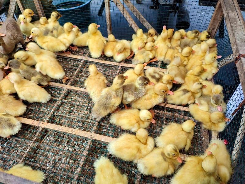Ducks chicks 1