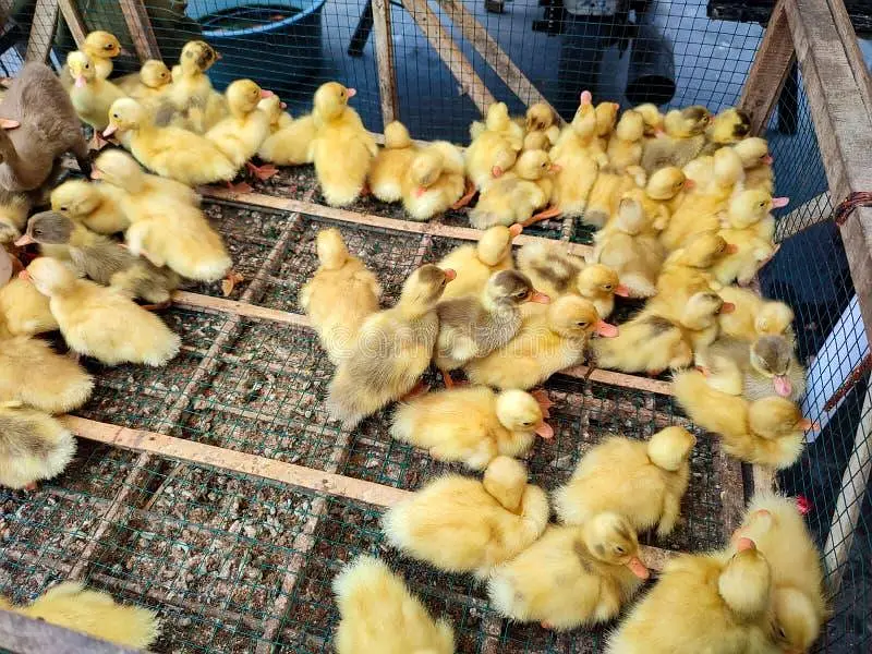 Ducks chicks — photo 2