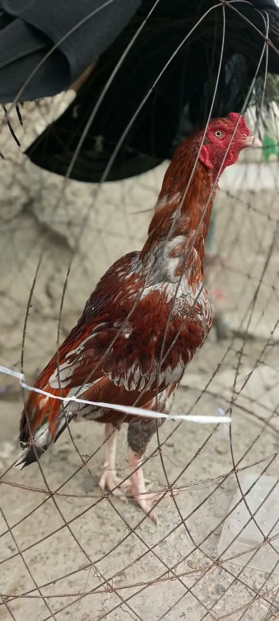 Aseel Mianwali Murgha — photo 2