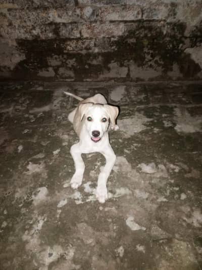 bull terrier 3 month puppy