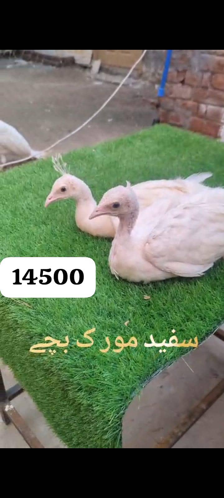 سفید مور کے بچے اور کیمیو مور کے بچے فار سے لوکیشن فیصل اباد 1