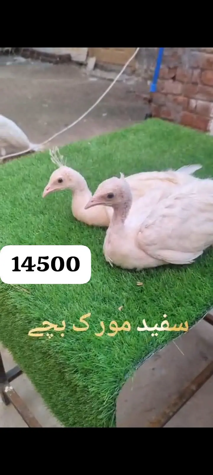 سفید مور کے بچے اور کیمیو مور کے بچے فار سے لوکیشن فیصل اباد — photo 2