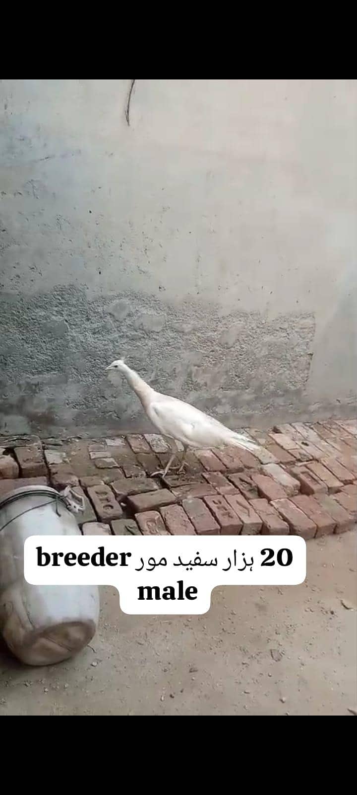 سفید مور کے بچے اور کیمیو مور کے بچے فار سے لوکیشن فیصل اباد 3